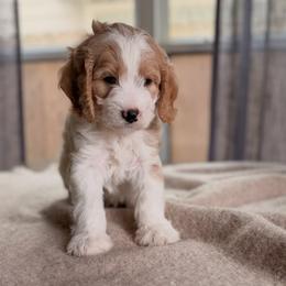 Boo - Blenheim male Cavapoo puppy in Cypress, Texas from Golden Hour Cavapoos