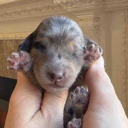 Blizzard 3800 - Dapple male Dachshund puppy in Steele, Alabama from Taylored Dachshunds