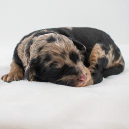Hattie phantom merle girl - Merle female Goldendoodle puppy in Lafayette, Alabama from Sweethaven Kennels