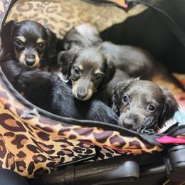 Dachshund Puppies from Davidson's Dachshunds