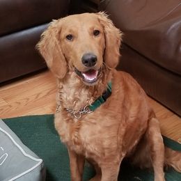 Hazel - Goldendoodle