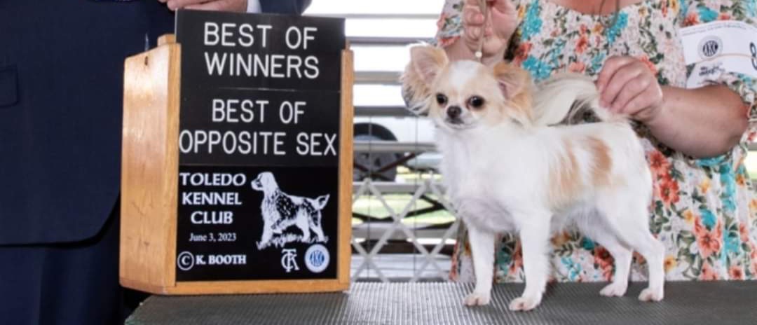 Chihuahua Puppies from Jamie's Chihuahuas