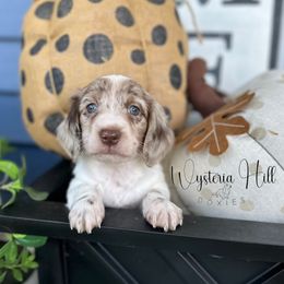 Chocolate dapple pie - Chocolate male Dachshund puppy in Bryan, Ohio from Wysteria Hill Doxies
