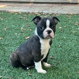 Apollo - Black brindle and white male Boston Terrier puppy in Wheatland, California from 🐾❤️ Stephanie's Boston Terriers ❤️🐾