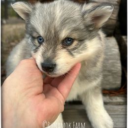 Runamok Elf On A Shelf (Buddy) - Wolf sable male Pomsky puppy in St. Maries, Idaho from Runamok Farm