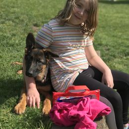 German Shepherd Puppies from Oregon German Shepherds