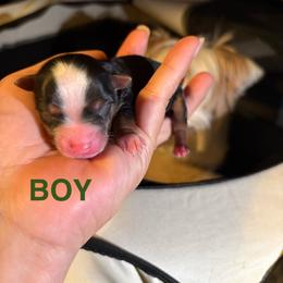 Koda - Black and tan male Yorkshire Terrier puppy in Fredericksburg, Virginia from VA Exclusive Yorkies