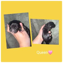 Queen - Black and white female Springerdoodle puppy in Freeland, Michigan from McNally's Springer Spaniels