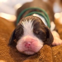 Dark green boy - Liver white and tan male English Springer Spaniel puppy in Cleburne, Texas from Powers English Springer Spaniels