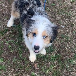 Aussiedoodle Puppies from Hearth&Hound Doodles