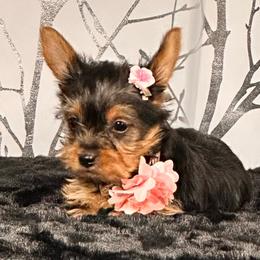 Cupcake - Black and tan female Yorkshire Terrier puppy in Aurora, Colorado from Exotic Kennels Co