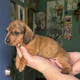 Marigold - Dapple female Dachshund puppy in Jacksonville, North Carolina from Lizzie’s Doxies