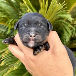 Nyx - Blue merle female Aussiedoodle puppy in Norco, California from DLT MiniAussie