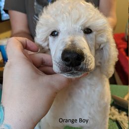 Poodle Puppies from LaTerra Cove Poodles