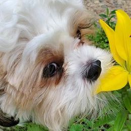 Shih Tzus from Lora Hines's Shih Tzu