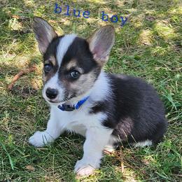 Blue boy - Black and tan male Pembroke Welsh Corgi puppy in Corvallis, Montana from Montana Corgi Corral
