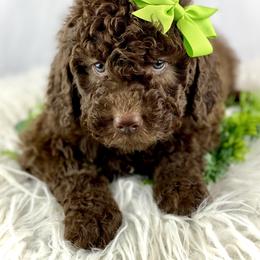 Bernedoodle, Cavapoo, and Goldendoodle Puppies from Blackberry Farm Puppies