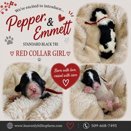 Red Collar Girl- Black Tri - Parti female Poodle puppy in Charlo, Montana from Heavenly Hilltop Farm