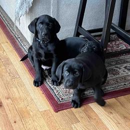 Labrador Retriever Puppies from Branley's Riverside Labradors
