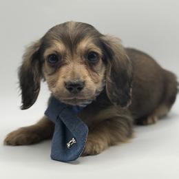 AKC  Orange - Sable male Dachshund puppy in Bartlesville, Oklahoma from OkieDokieDox