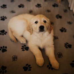 Golden Retriever Puppies from Rosemary Goldens