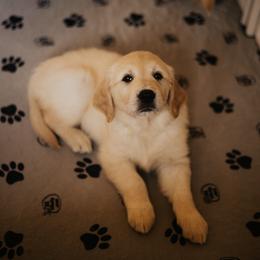 Golden Retriever Puppies from Rosemary Goldens
