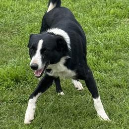 Brig - Border Collie