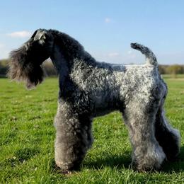Q - Kerry Blue Terrier