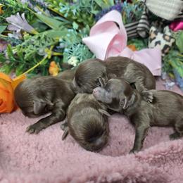Girl 2 - Brown female Shihpoo puppy in Delphos, Ohio from Route 66 Poodles & Doodles, Sapphire Shih-tzu's of Ohio