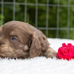 Stella - Chocolate and cream female Dachshund puppy in Excel, Alabama from CJ’s Little Palace