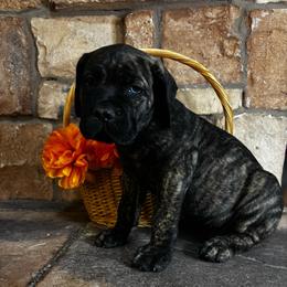 Orange collar - Chestnut brindle male Cane Corso puppy in Tucson, Arizona from Cane Corso Friends