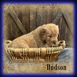 Hudson - Dark golden male Golden Retriever puppy in Anson, Texas from Diamond Bar N Ranch