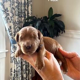 Cinnamon - Brown Collar Male - Apricot male Goldendoodle puppy in Oswego, New York from Kings Royal Mini Doodles by King Farms