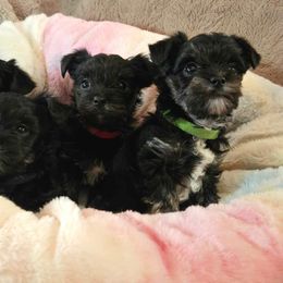 Yorkshire Terrier Puppies from Glass Hill Yorkies