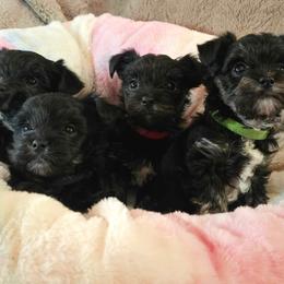 Yorkshire Terrier Puppies from Glass Hill Yorkies