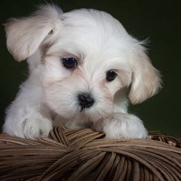 Companion Cross, Maltese, and Maltipoo Puppies from Seeking Shalom Acres Maltese, Maltipoos & Havamalts