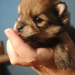 Sable girl - Orange sable female Pomeranian puppy in Parthenon, Arkansas from Michelle's Poms