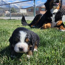 Bernedoodle, Bernese Mountain Dog, Cavapoo, Goldendoodle, and Poodle Puppies from Happy Valley Puppies