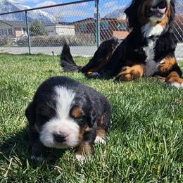 Bernedoodle, Bernese Mountain Dog, Cavapoo, Goldendoodle, and Poodle Puppies from Happy Valley Puppies