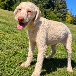 Wendy - Off-white female Lagotto Romagnolo puppy in Westlake, Oregon from Premier Truffles