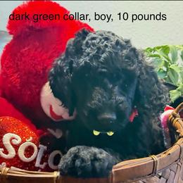 Teddy - Black male Goldendoodle puppy in Salem, Oregon from Capital Doodles