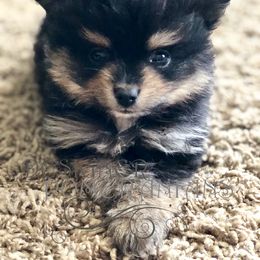 Pomeranian Puppies from Designer Pomeranians
