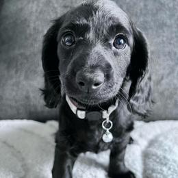 Juliet - Black female Dachshund puppy in Ocala, Florida from Weenie Boops