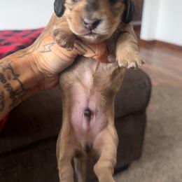 Boy 2 - Cream male Dachshund puppy in Rio, Wisconsin from Three K Miniature Dachshunds