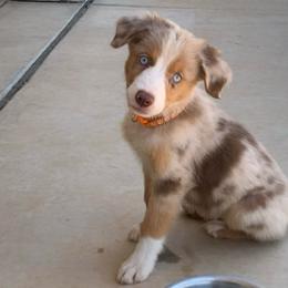 Scotch, AKC Red Merle Boy with Tail - Red merle male Miniature American Shepherd puppy in Douglas, Arizona from Starry-Eyed Mini Aussies with Tails