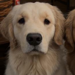 Golden Retrievers from LeBeau Goldens of Maine