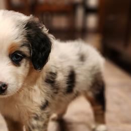Cinderella - Blue merle Miniature Australian Shepherd puppy in Trenton, Tennessee from Lauren's Little Aussies