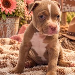 Selina - Fawn female American Bully puppy in El Paso, Texas from PaPaws Gotta Love It Kennels