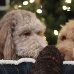 Goldendoodle Puppies from Doodles of Stonington