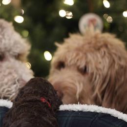 Goldendoodle Puppies from Doodles of Stonington